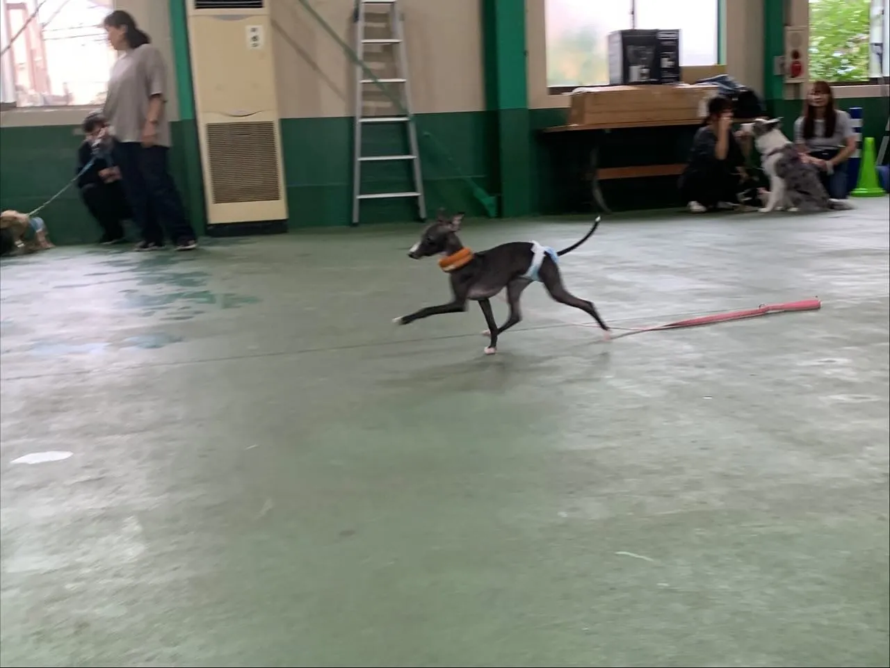 １０月１２日パピースクール