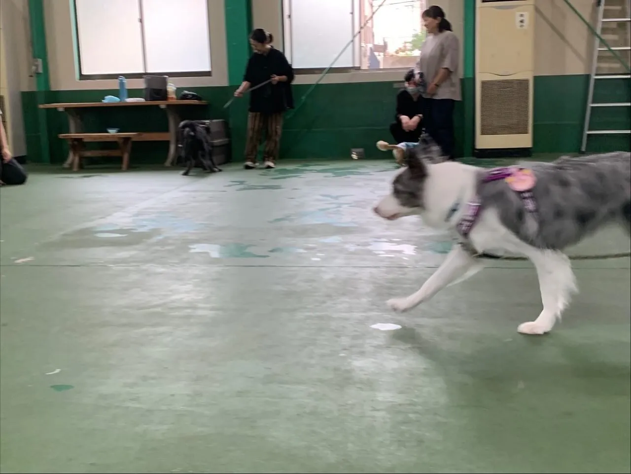 １０月１２日パピースクール