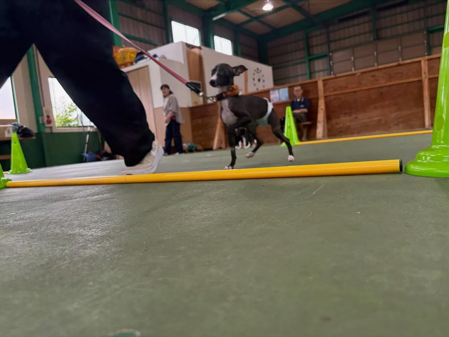 １０月１２日パピースクール