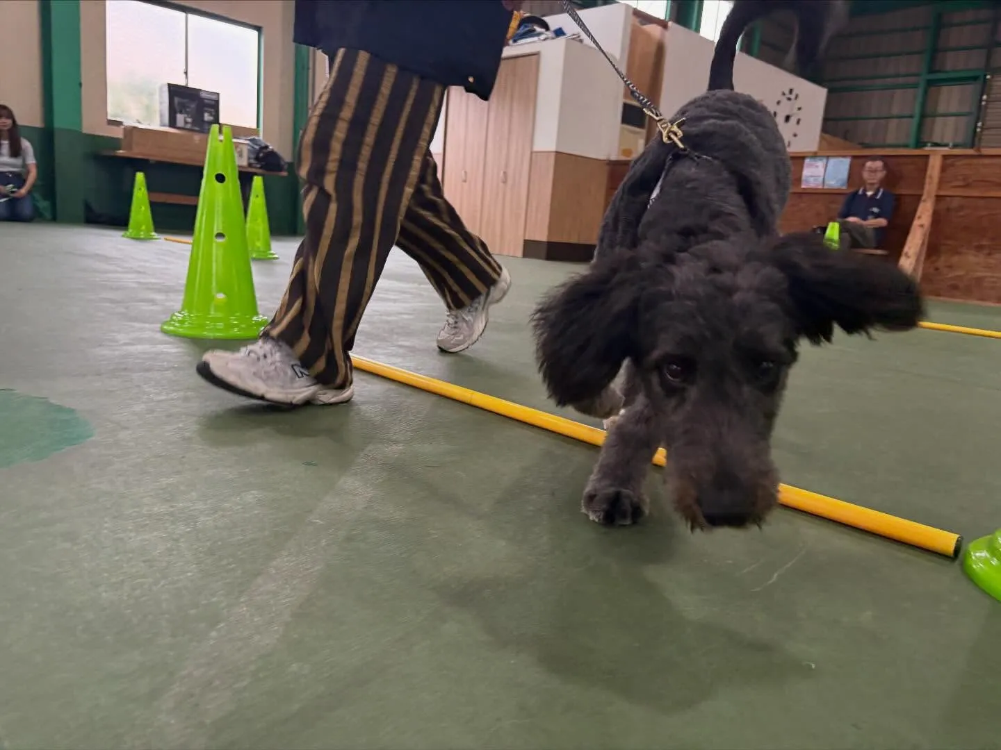 １０月１２日パピースクール