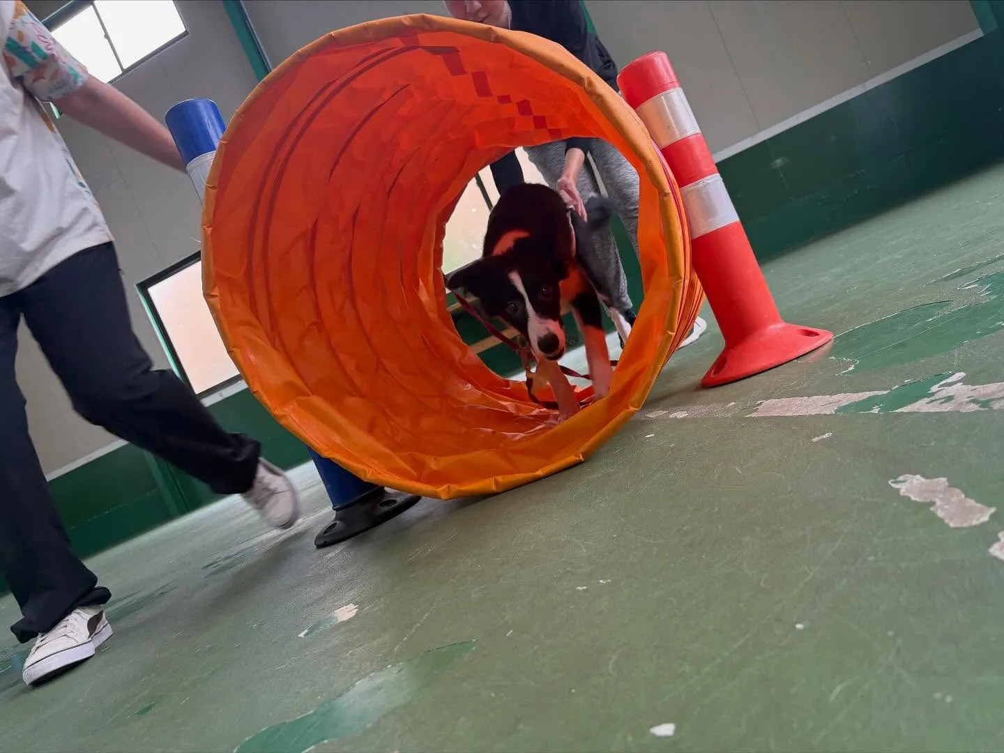 １０月１２日パピースクール