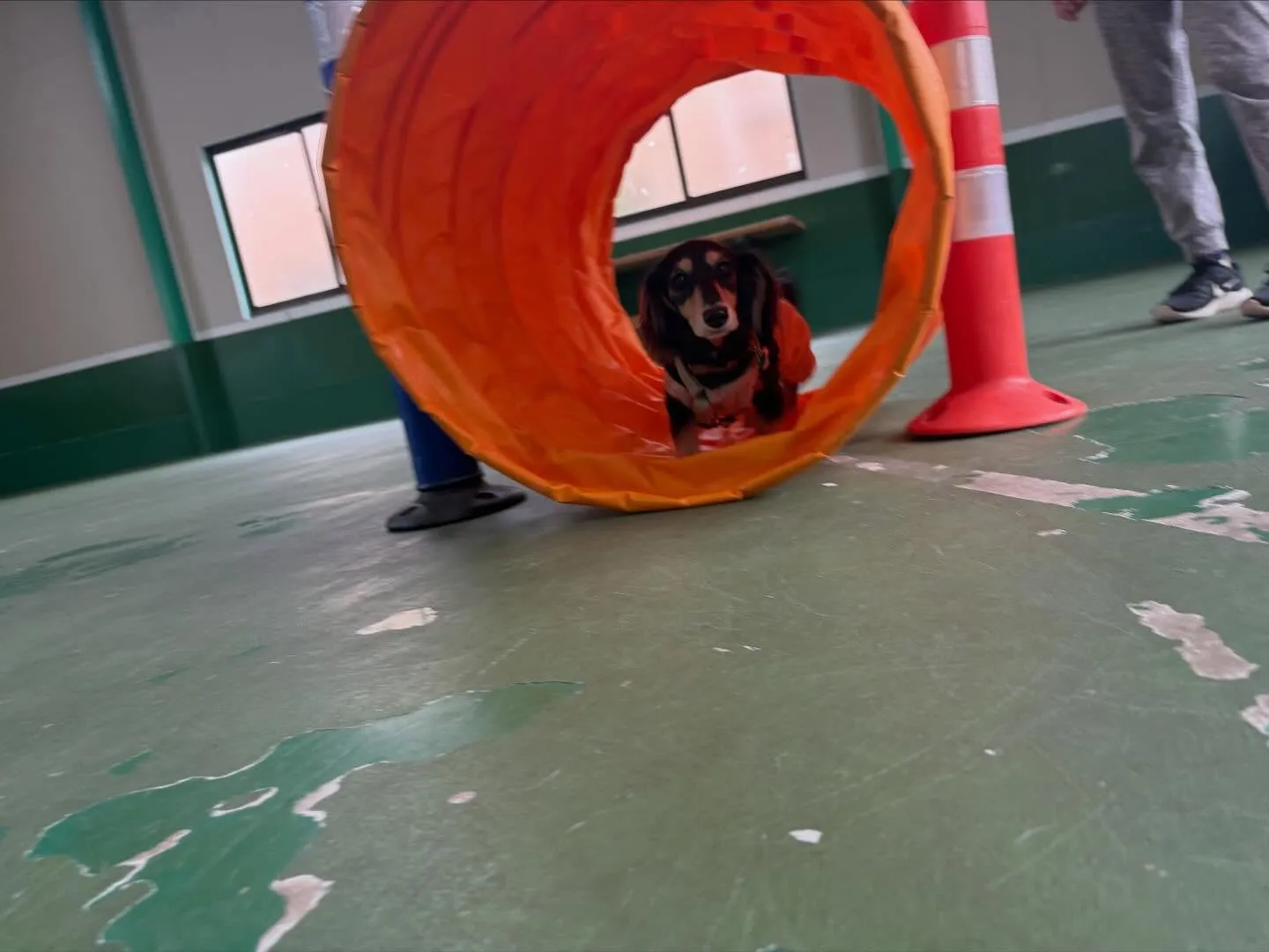 １０月１２日パピースクール