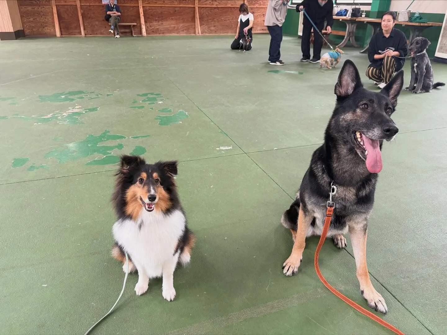 １０月１２日パピースクール