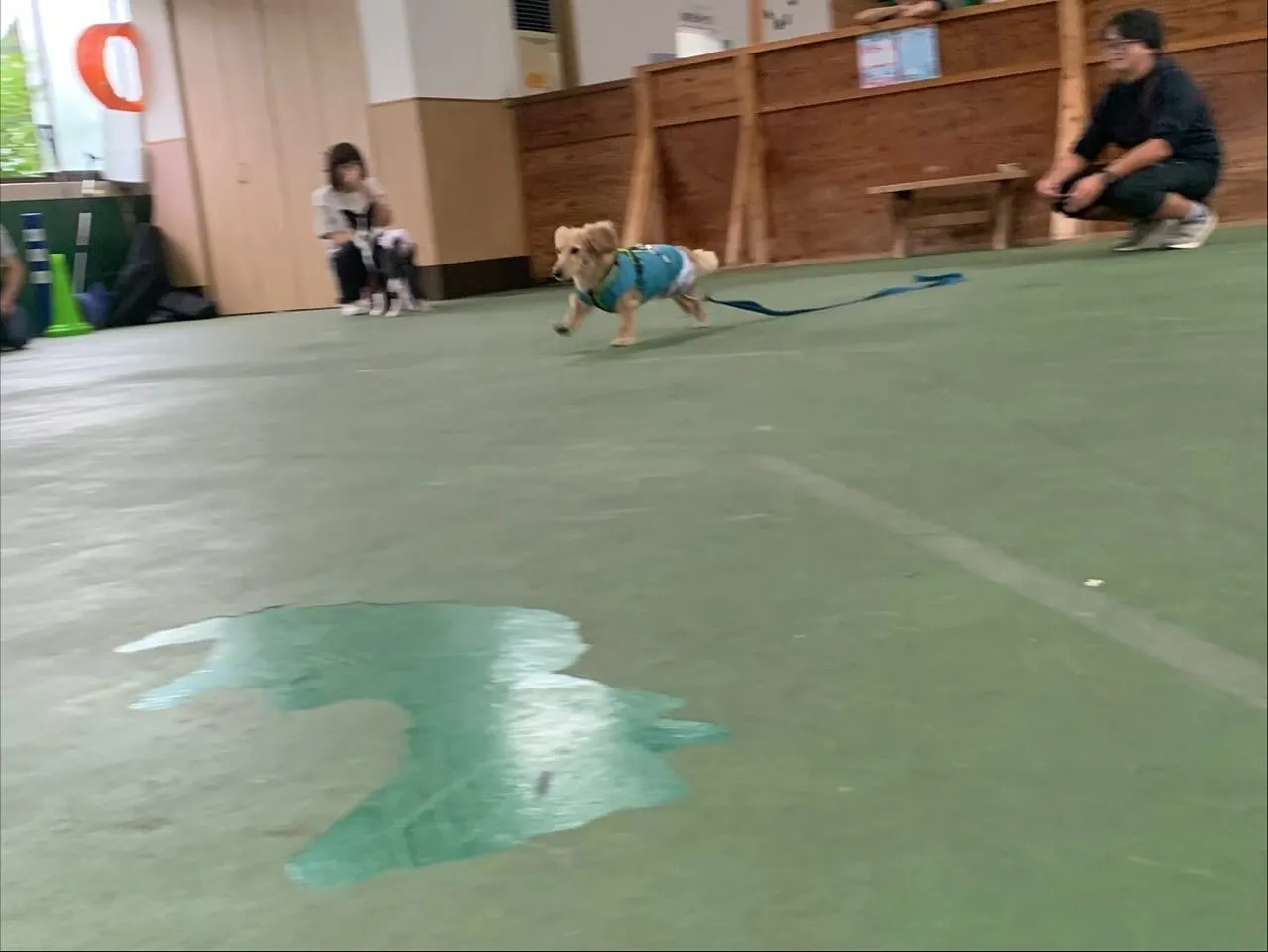 １０月１２日パピースクール