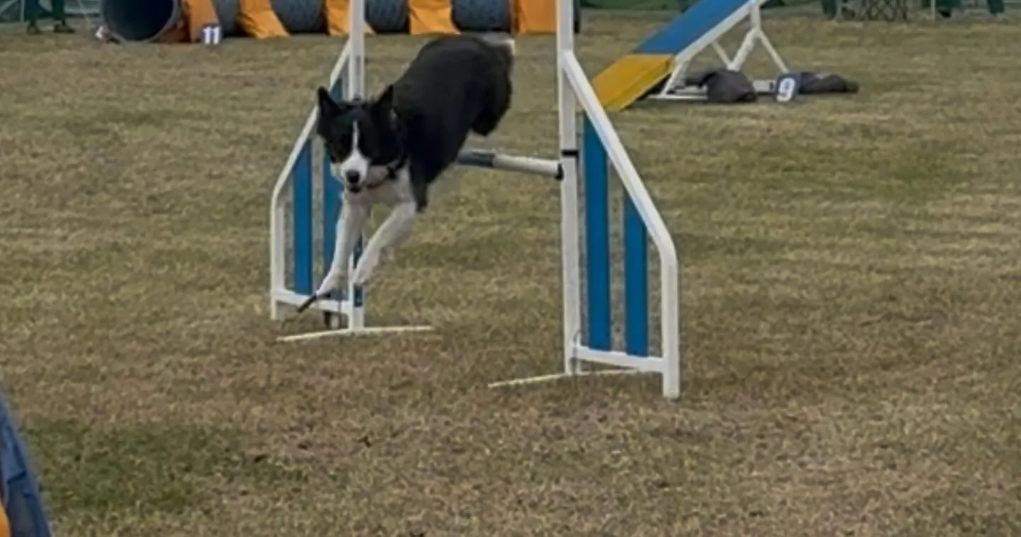 アジリティ練習会追加日程