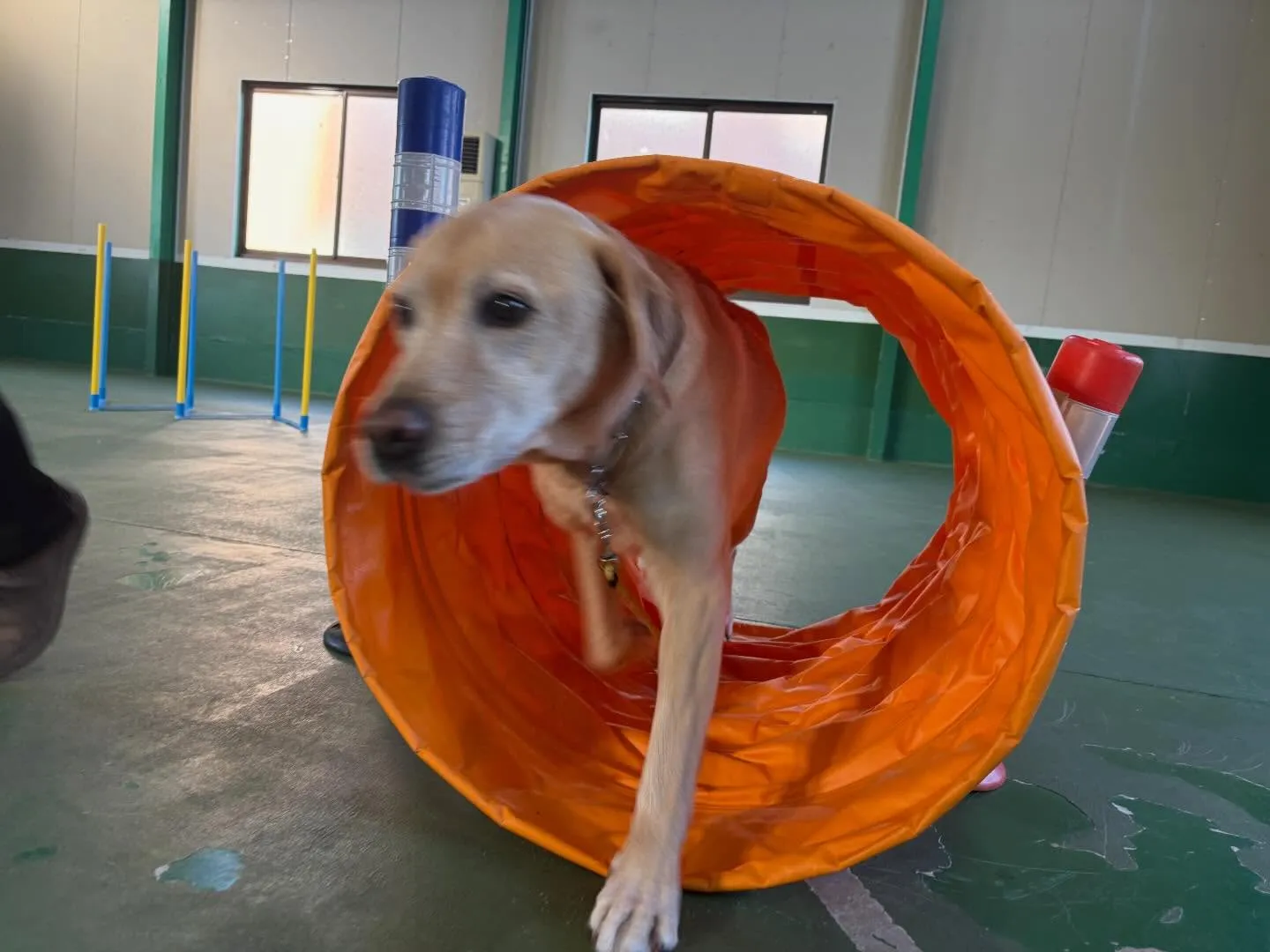 １１月３０日パピースクール