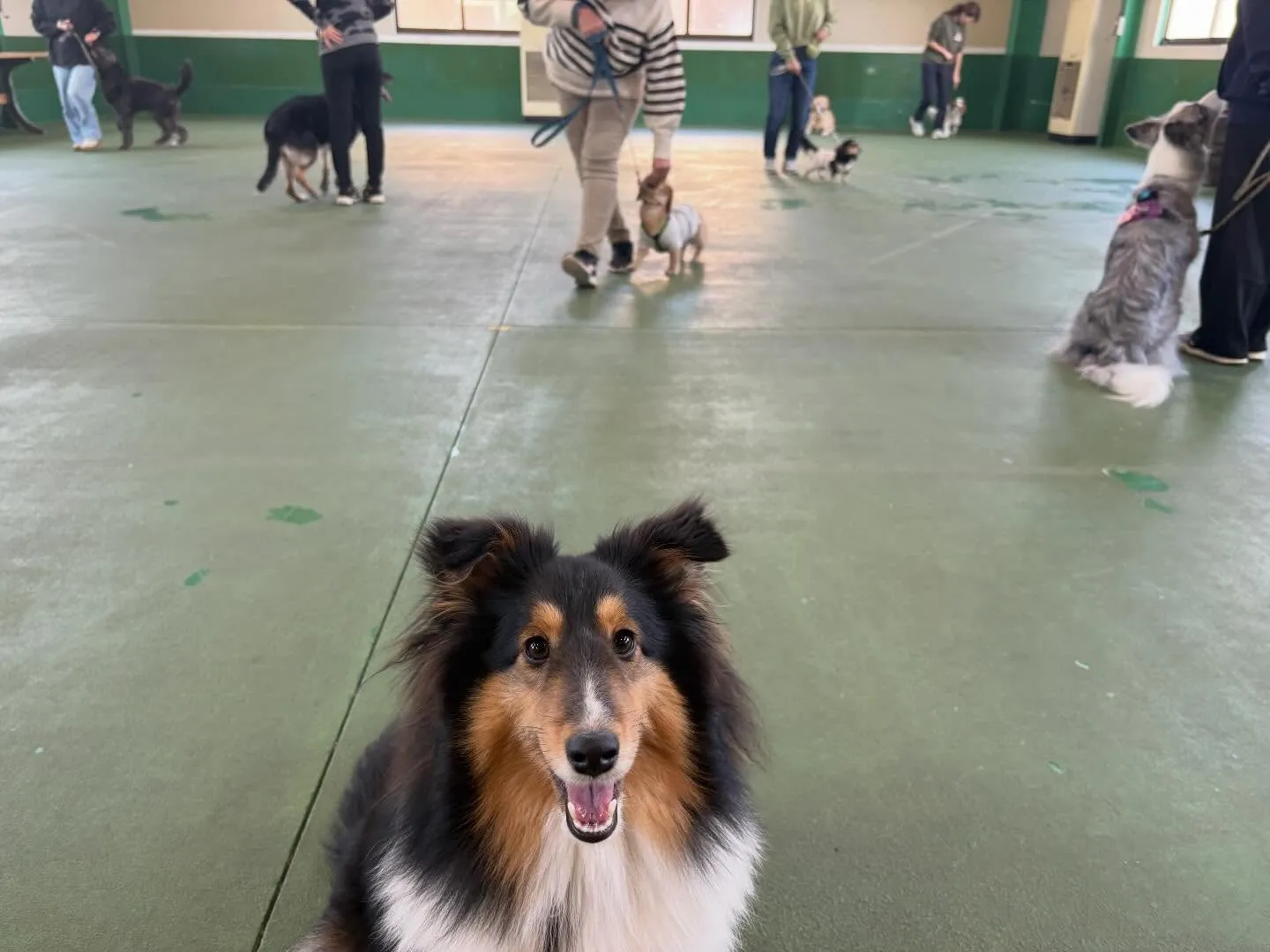 １１月３０日パピースクール