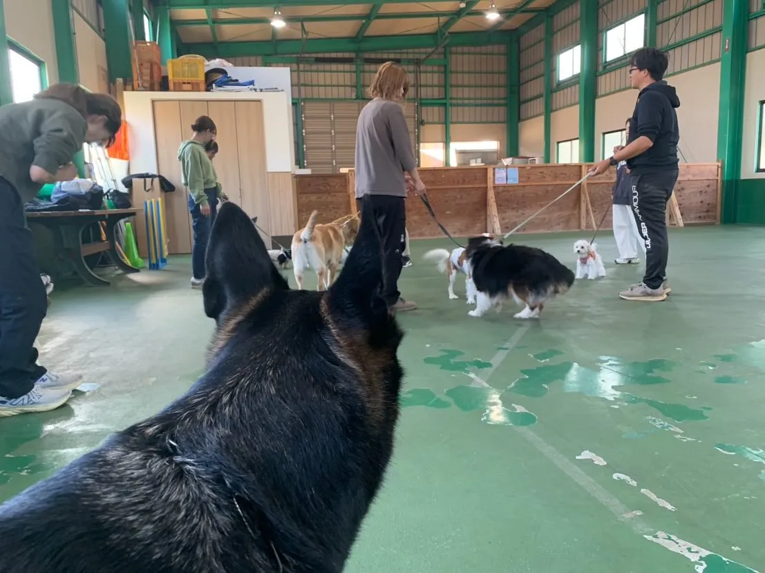 １１月３０日パピースクール