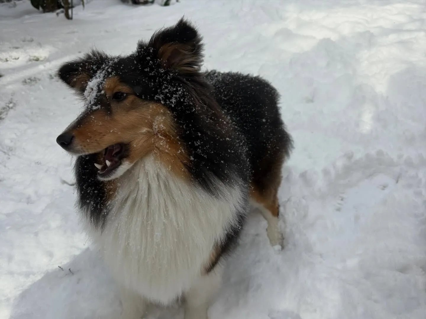 大雪の為本日のお教室はお休みになります