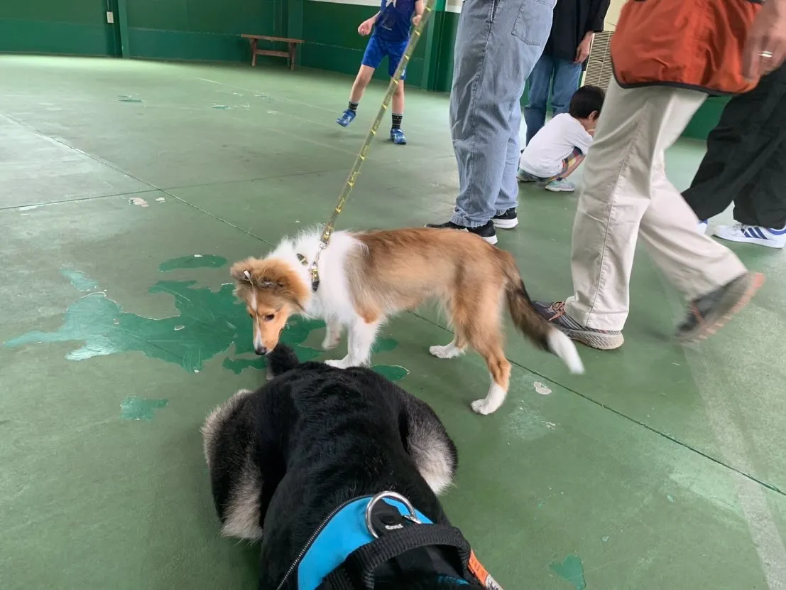 ５月３１日パピースクール
