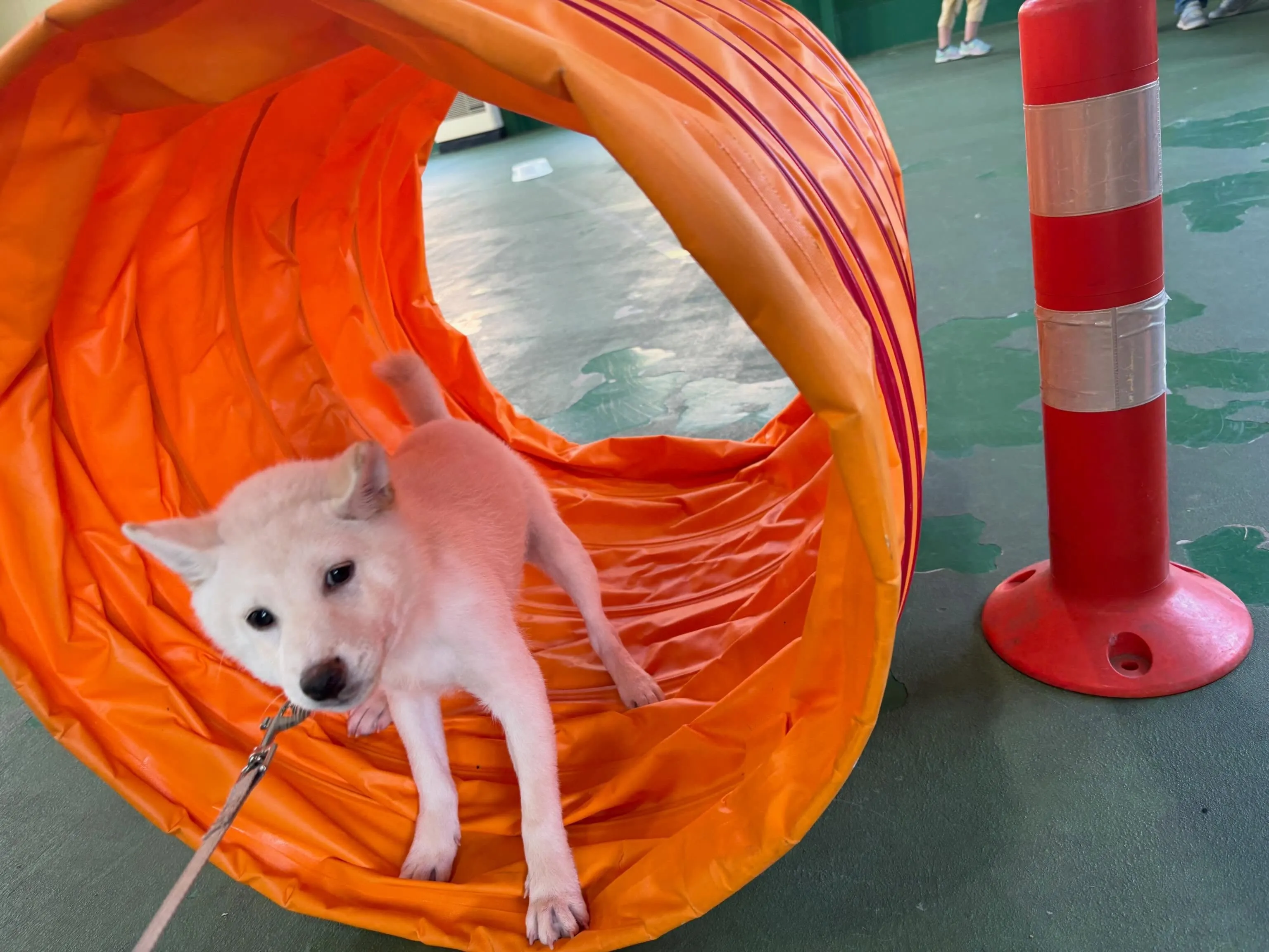 ６月１３日パピースクール